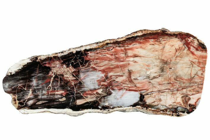 Colorful, Polished Petrified Wood Slab - Cherry Creek, NV #305089